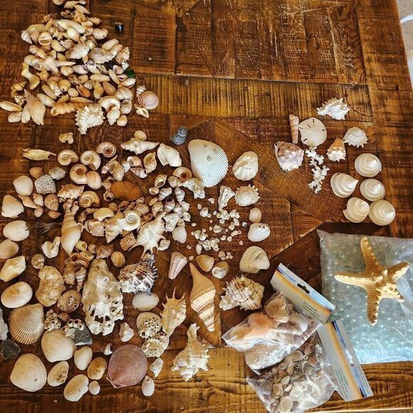 Large bundle of natural seashells barnacle starfish hermit scallop conch cerithi - Picture 14 of 14